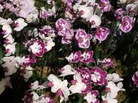 Albums/20200303-Kew Gardens/8